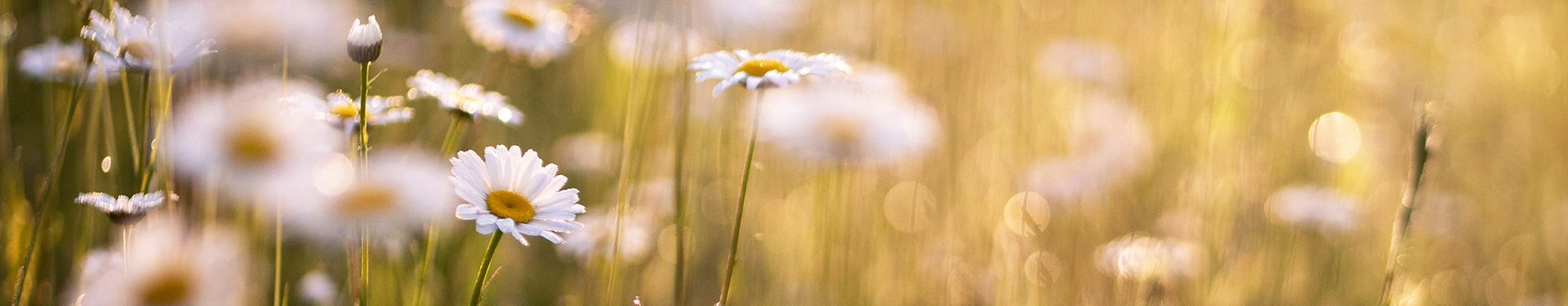 Flores del campo, margaritas en un prado bañado por el sol, en una imagen que refleja la primavera, la naturaleza.